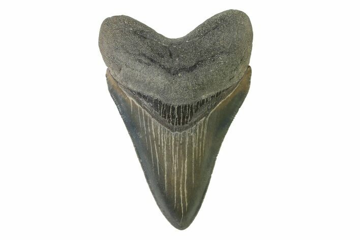 Serrated, Colorful, Fossil Megalodon Tooth - Georgia #338762